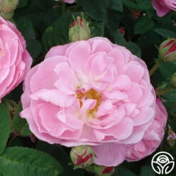 Belle Amour -Lovely Rose Shop belle amour 6 1