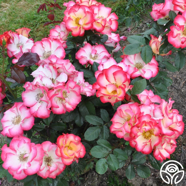 Betty Boop™ 10 Betty Boop™ - Image 8