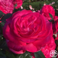Big Momma™ -Lovely Rose Shop big momma 2 1 1