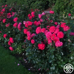 Big Momma™ -Lovely Rose Shop big momma 3 5