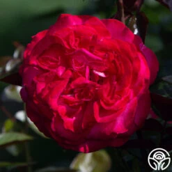 Big Momma™ -Lovely Rose Shop big momma 5 1