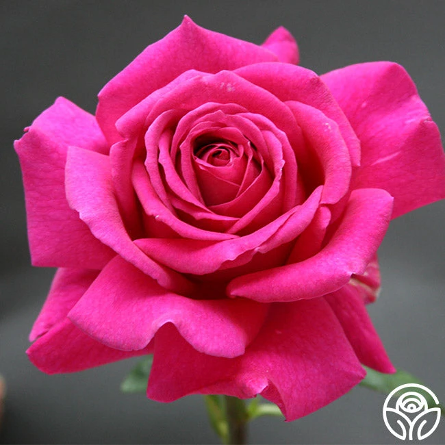 Big Purple® 4 Big Purple® - Image 2