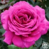 Big Purple® -Lovely Rose Shop big purple 3 7