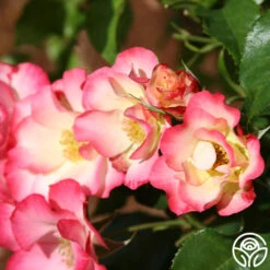 Birthday Girl 9 Birthday Girl -Lovely Rose Shop birthday girl 14