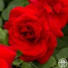 Black Beauty® -Lovely Rose Shop black beauty 1 8
