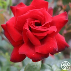 Black Beauty® 11 Black Beauty® -Lovely Rose Shop black beauty 2 2