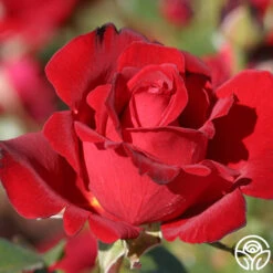 Black Beauty® 15 Black Beauty® -Lovely Rose Shop black beauty 3 1