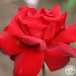 Black Beauty® 14 Black Beauty® -Lovely Rose Shop black beauty 5 9