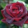 Black Pearl -Lovely Rose Shop black pearl 1 8