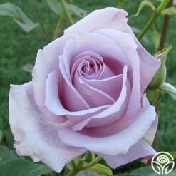 Blue Girl -Lovely Rose Shop blue girl 2 2