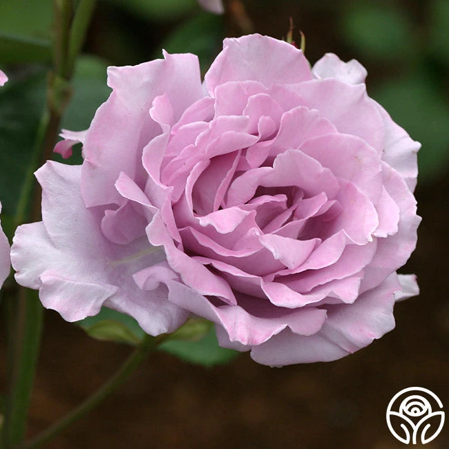 Blue Moon® 8 Blue Moon® - Image 6