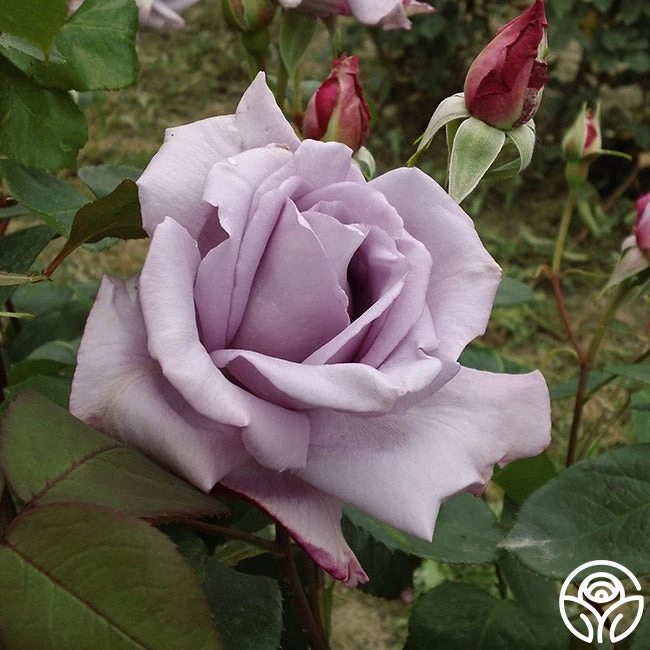 Blue Moon® 4 Blue Moon® - Image 2