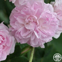 Blush Damask -Lovely Rose Shop blush damask 1 5