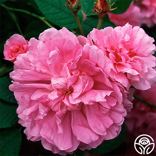 Blush Hip 3 Blush Hip