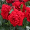 Citiscape® Bordeaux™ -Lovely Rose Shop bordeaux 2 1