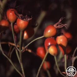 Bourbon Queen -Lovely Rose Shop bourbon queen 5 5