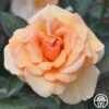 Brandy™ 2 Brandy™ -Lovely Rose Shop brandy 1