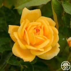 Brenda Burg™ 8 Brenda Burg™ -Lovely Rose Shop brenda burg 3