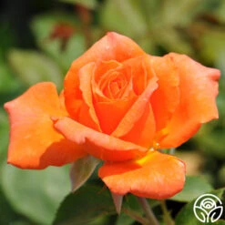 Bright Fire -Lovely Rose Shop bright fire logo 02