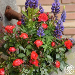 Veranda® Brilliant™ -Lovely Rose Shop brilliant veranda 3