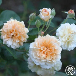 Buff Beauty 7 Buff Beauty -Lovely Rose Shop buff beauty 1 7