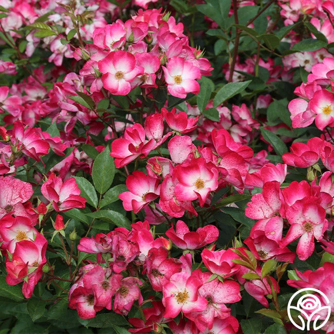 Bukavu 4 Bukavu - Image 2