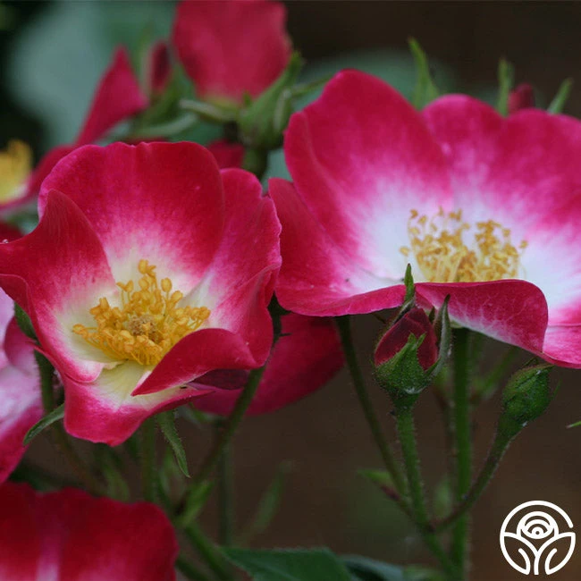 Bukavu 8 Bukavu - Image 6