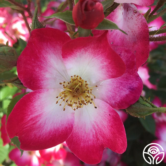 Bukavu 5 Bukavu - Image 3