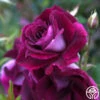 Burgundy Iceberg™ 2 Burgundy Iceberg™ -Lovely Rose Shop burgundy iceberg 1 1