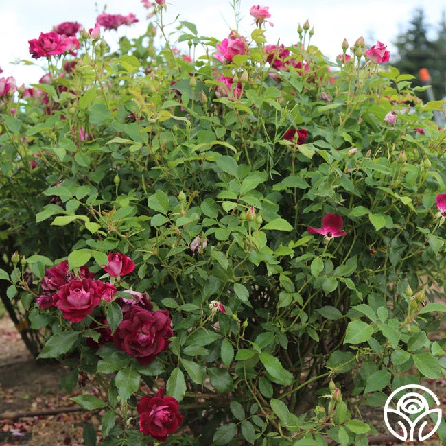 Burgundy Iceberg™ 4 Burgundy Iceberg™ - Image 2