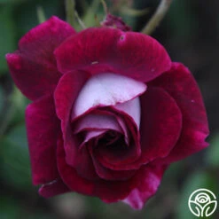 Burgundy Iceberg™ 12 Burgundy Iceberg™ -Lovely Rose Shop burgundy iceberg 5