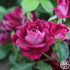Burgundy Iceberg™ 13 Burgundy Iceberg™ -Lovely Rose Shop burgundy iceberg 7