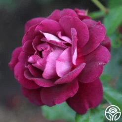 Burgundy Iceberg™ 14 Burgundy Iceberg™ -Lovely Rose Shop burgundy iceberg 8