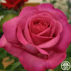 Buxom Beauty™ -Lovely Rose Shop buxom beauty 3 1 2