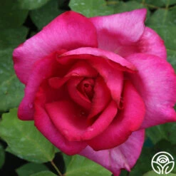 Buxom Beauty™ -Lovely Rose Shop buxom beauty 5