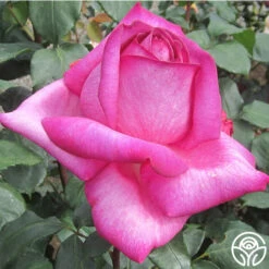 Buxom Beauty™ -Lovely Rose Shop buxom beauty 8