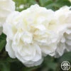 White Meidiland® 2 White Meidiland® -Lovely Rose Shop c