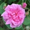 Cabbage Rose -Lovely Rose Shop cabbage rose 1 1 1