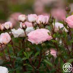 Calypso -Lovely Rose Shop calypso 4