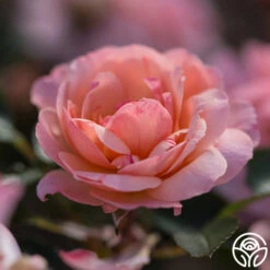 Calypso -Lovely Rose Shop calypso 5