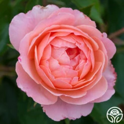 Calypso -Lovely Rose Shop calypso 6