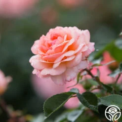 Calypso -Lovely Rose Shop calypso 7