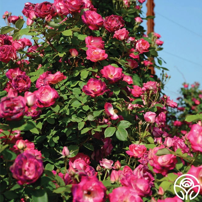 Cancan™ 3 Cancan™