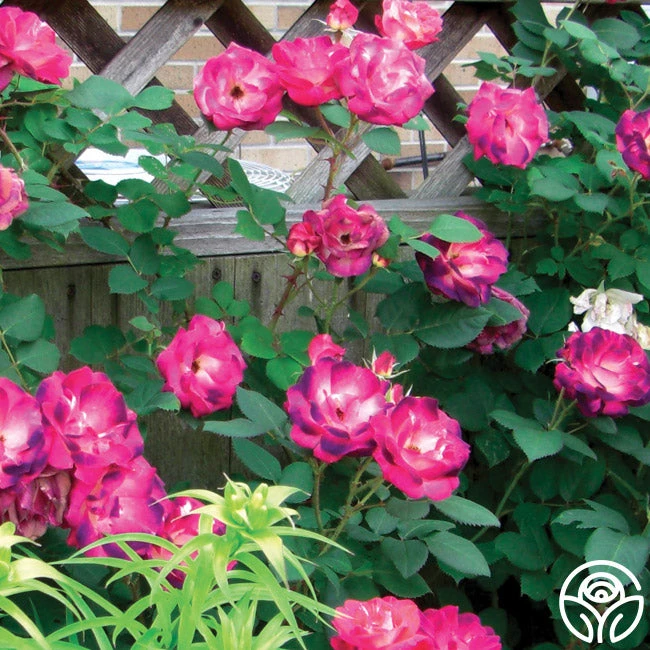 Cancan™ 4 Cancan™ - Image 2