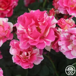 Candy Land 12 Candy Land -Lovely Rose Shop candyland 2