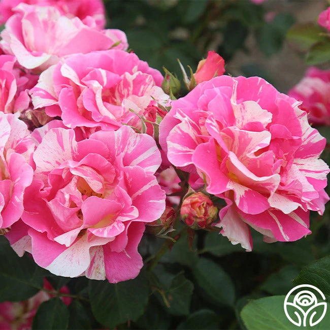 Candy Land 9 Candy Land - Image 7