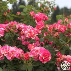 Candy Land 14 Candy Land -Lovely Rose Shop candyland 4