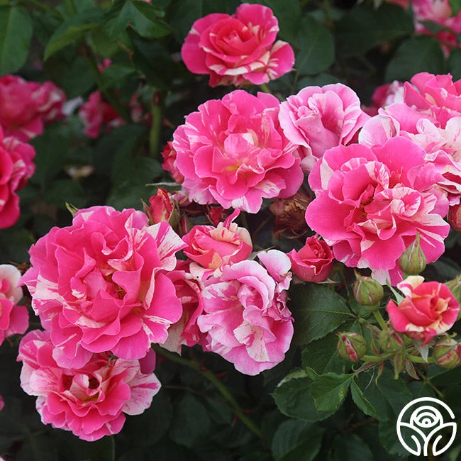 Candy Land 3 Candy Land