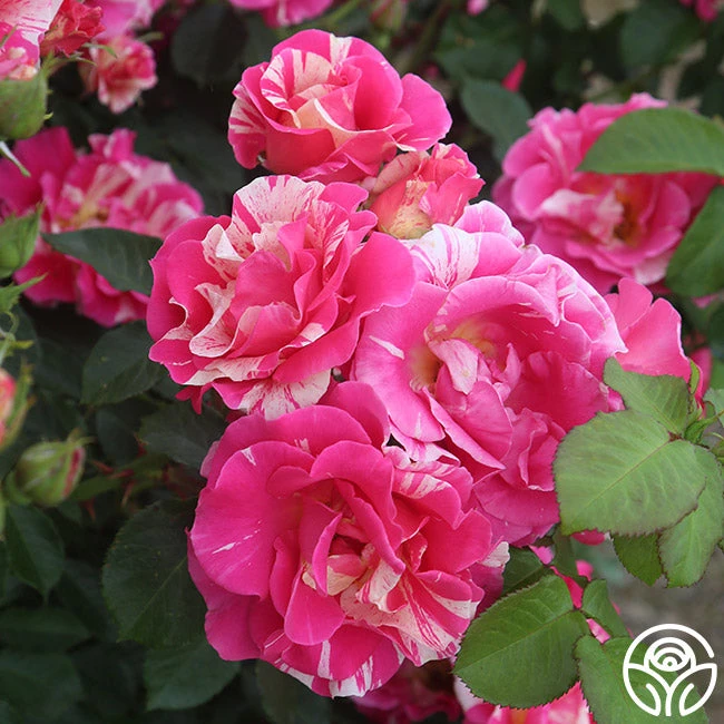 Candy Land 4 Candy Land - Image 2