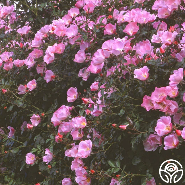 Carefree Delight® 4 Carefree Delight® - Image 2